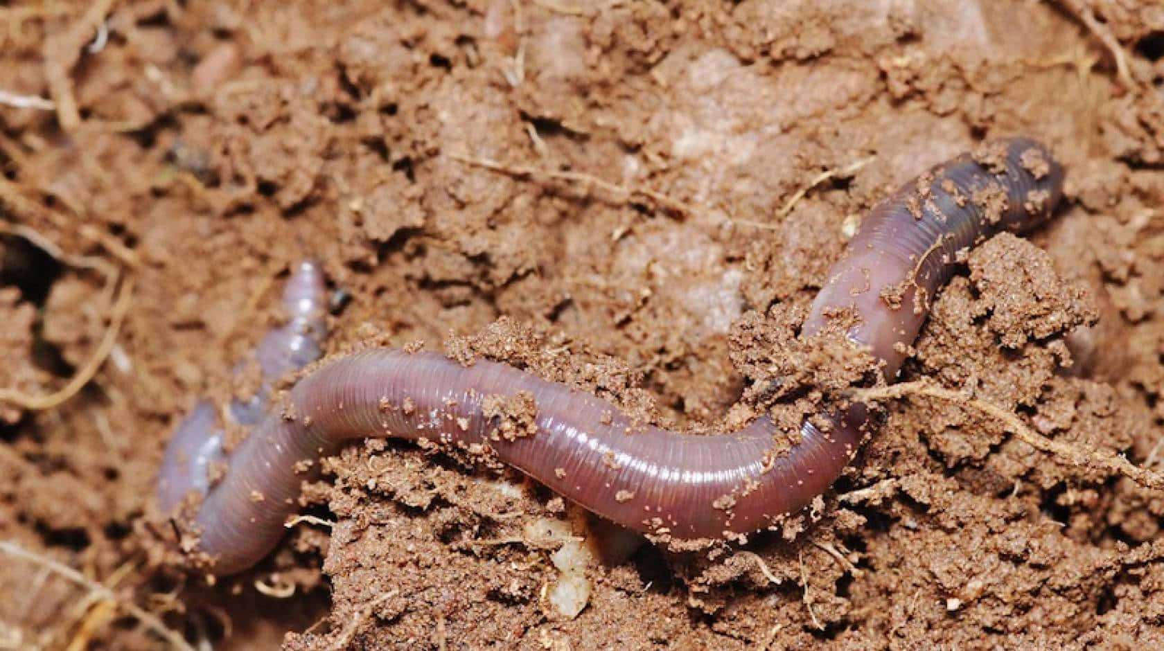 Earthworm In Soil Texture Wallpaper