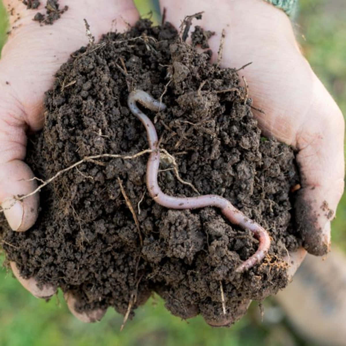 Earthwormin Handfulof Soil.jpg Wallpaper