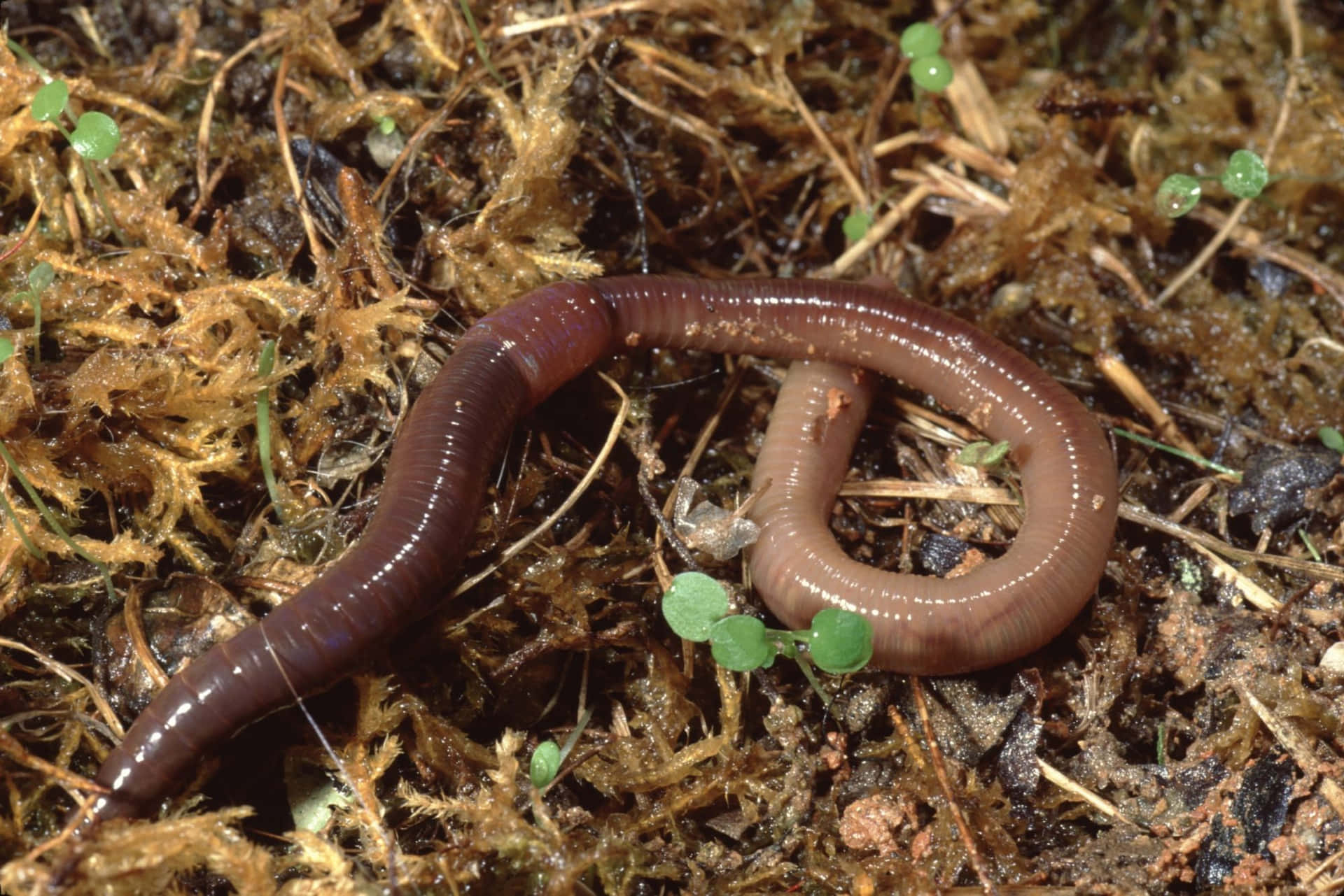 Earthwormin Natural Habitat.jpg Wallpaper