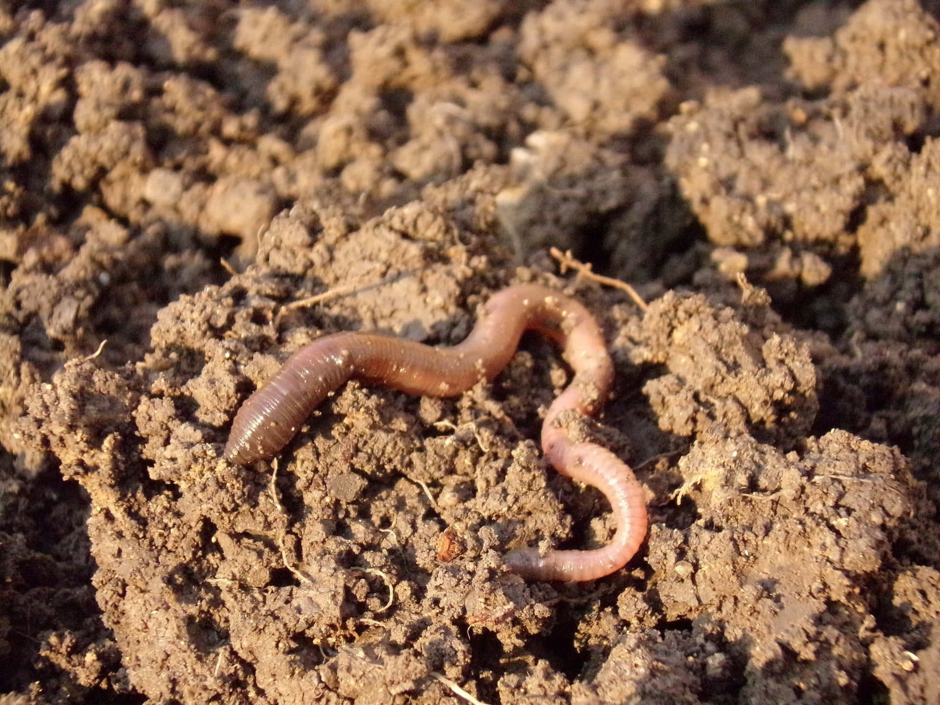 Earthwormin Soil.jpg Wallpaper