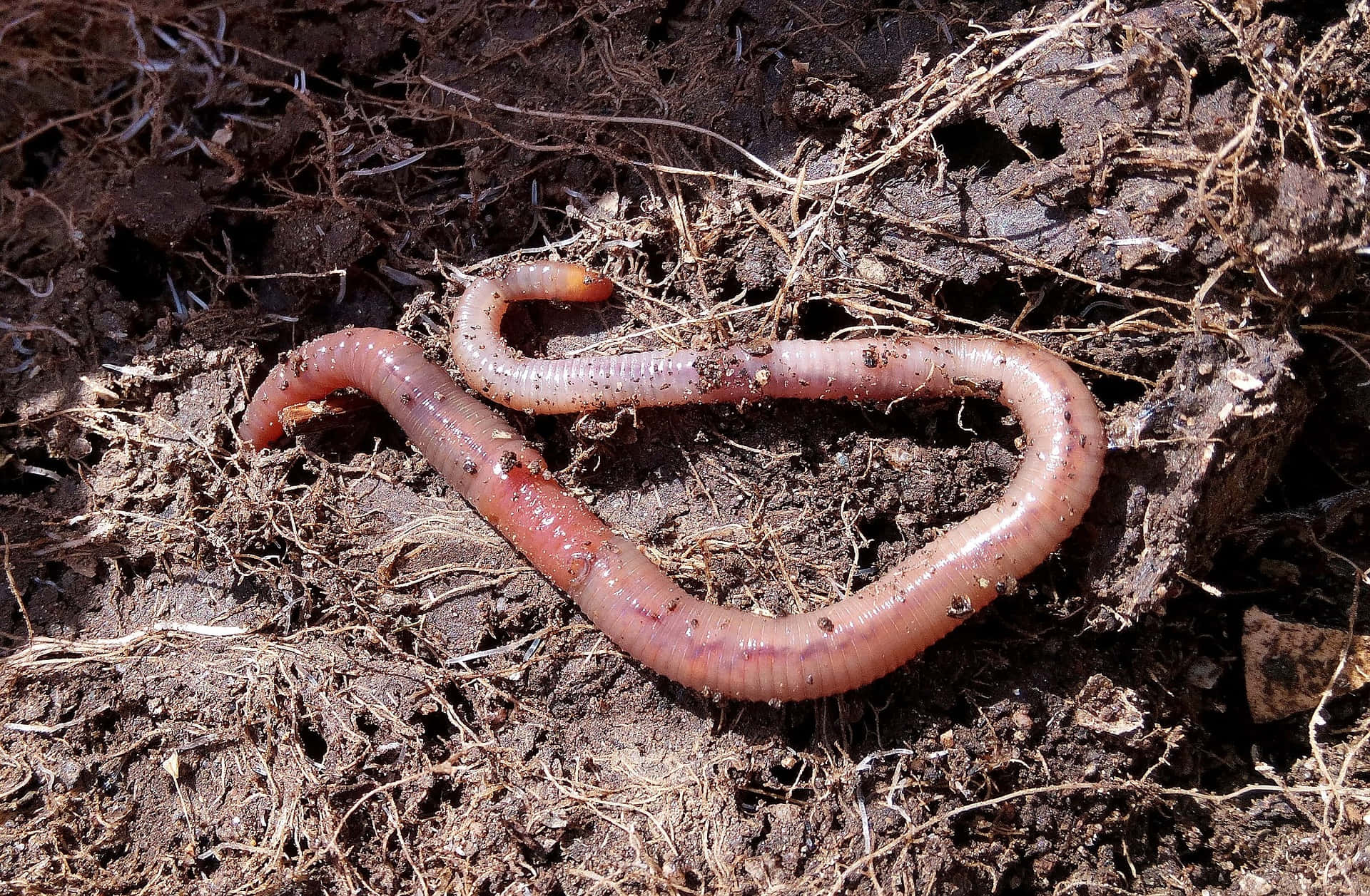 Earthwormin Soil Wallpaper