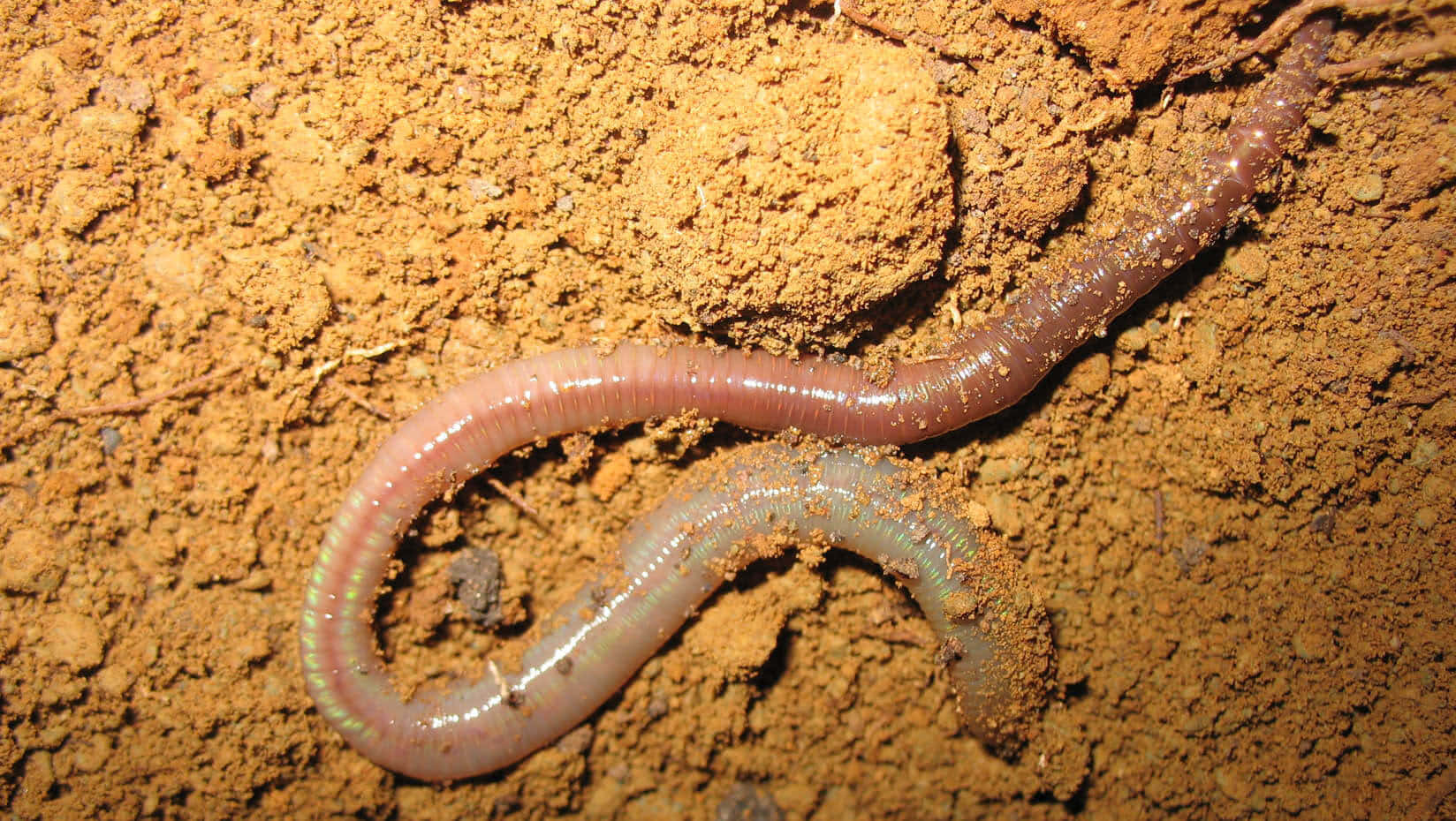 Earthwormin Soil Wallpaper