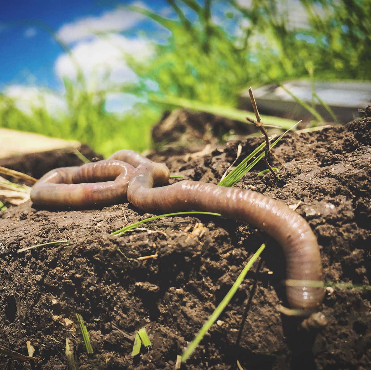 Earthwormon Moist Soil.jpg Wallpaper