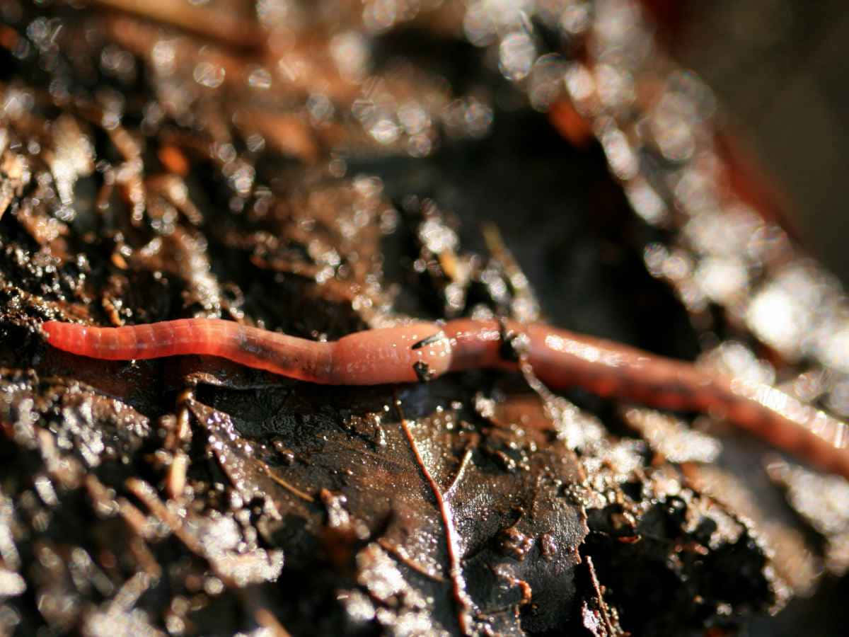Earthwormon Moist Soil.jpg Wallpaper