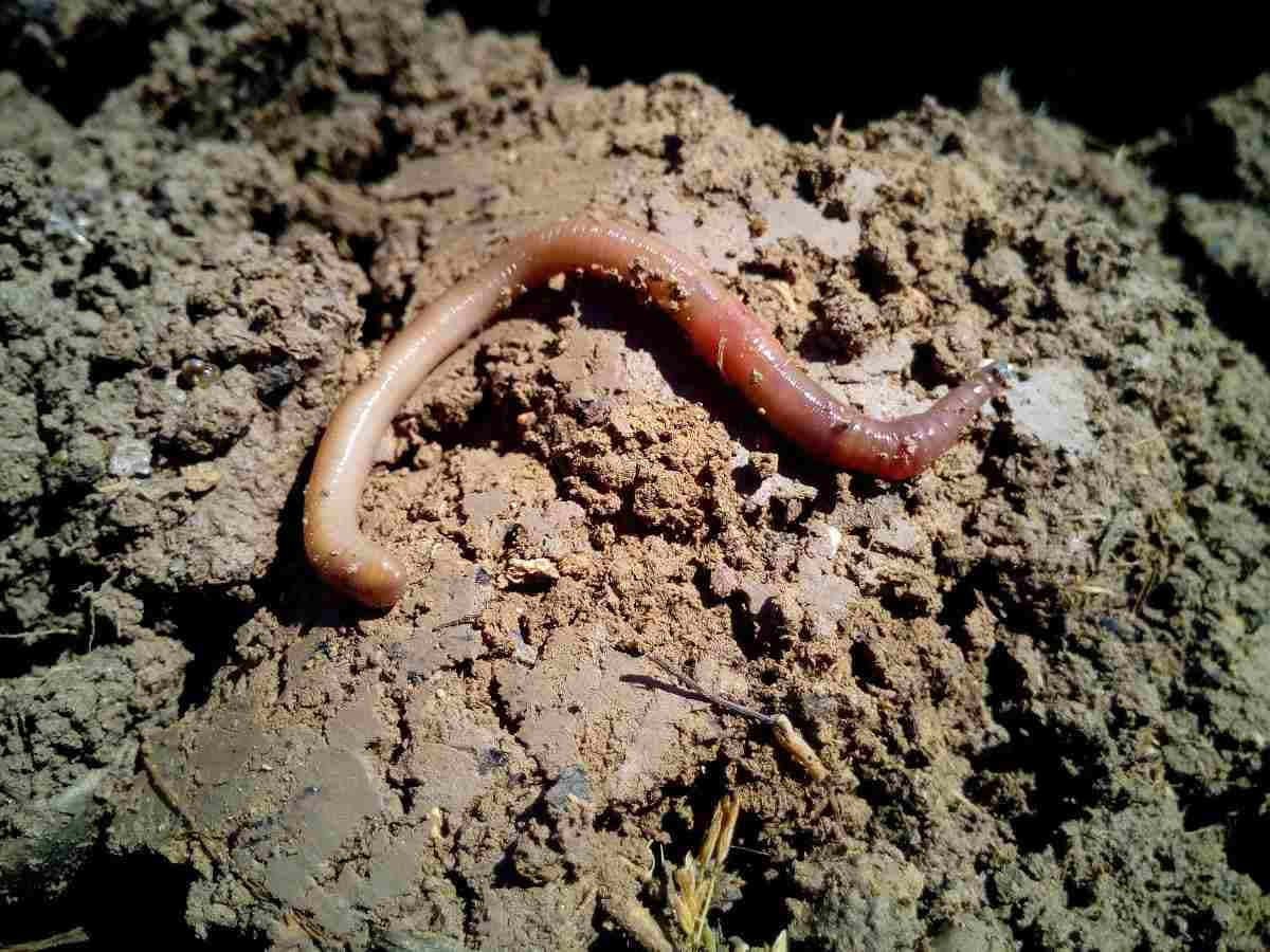 Earthwormon Soil Wallpaper