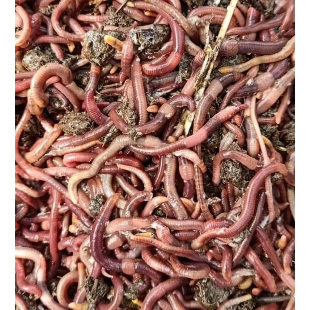 Earthworms Clustered Together.jpg Wallpaper