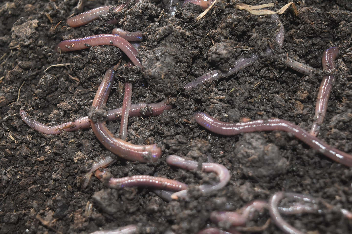 Earthworms In Soil Wallpaper