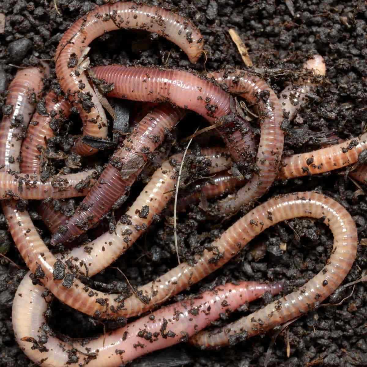 Earthworms In Soil.jpg Wallpaper