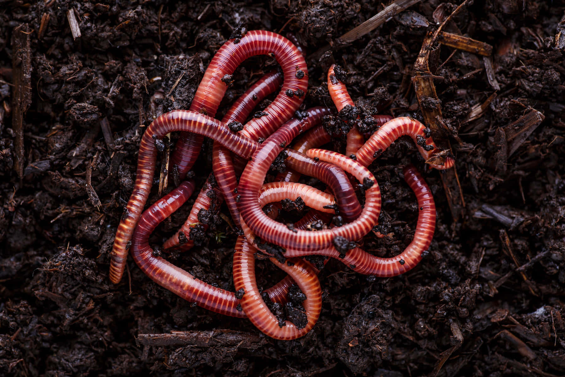 Earthworms Tangledin Soil Wallpaper