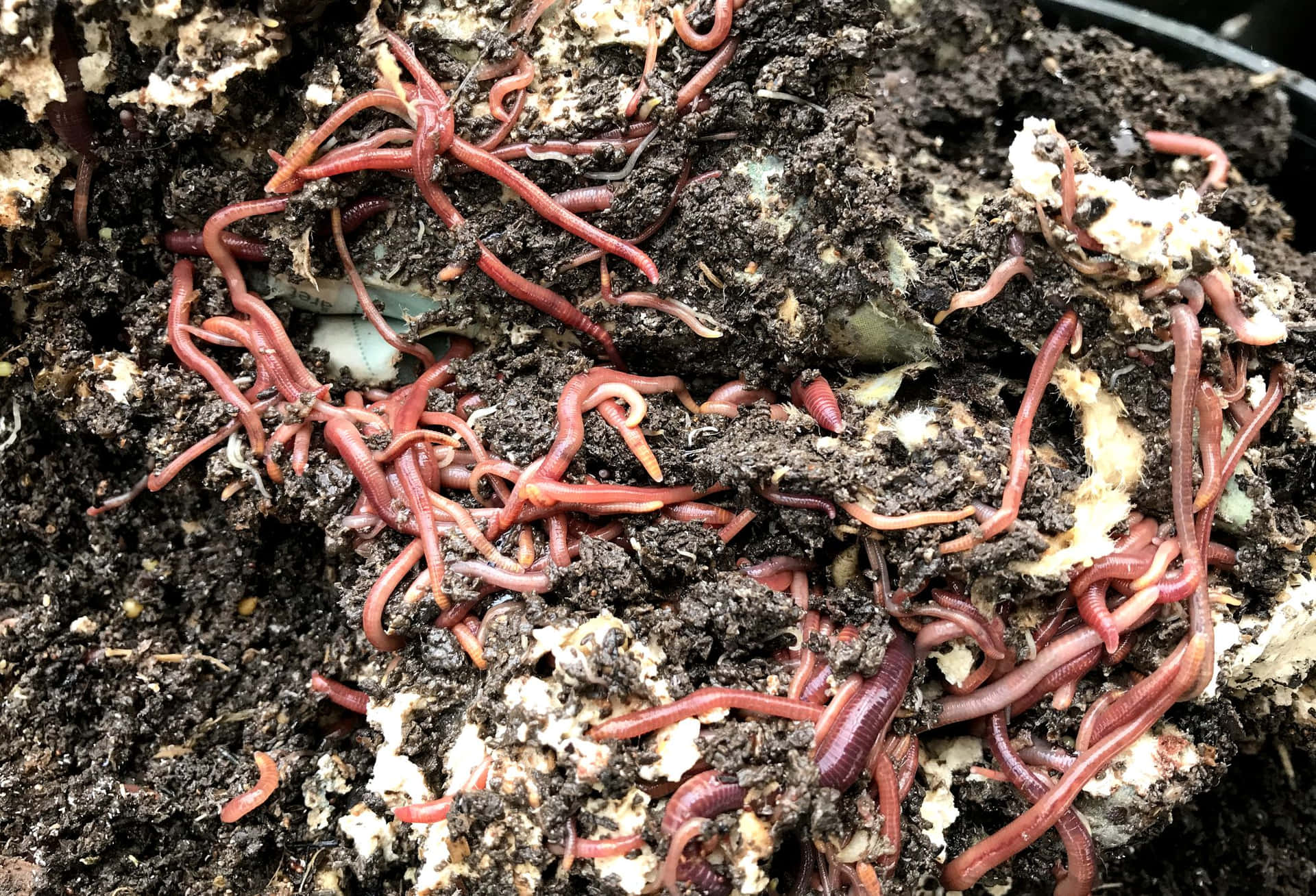 Earthwormsin Compost Bin Wallpaper