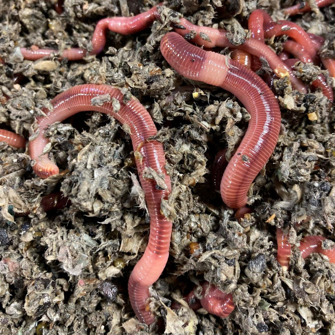 Earthwormsin Compost Wallpaper