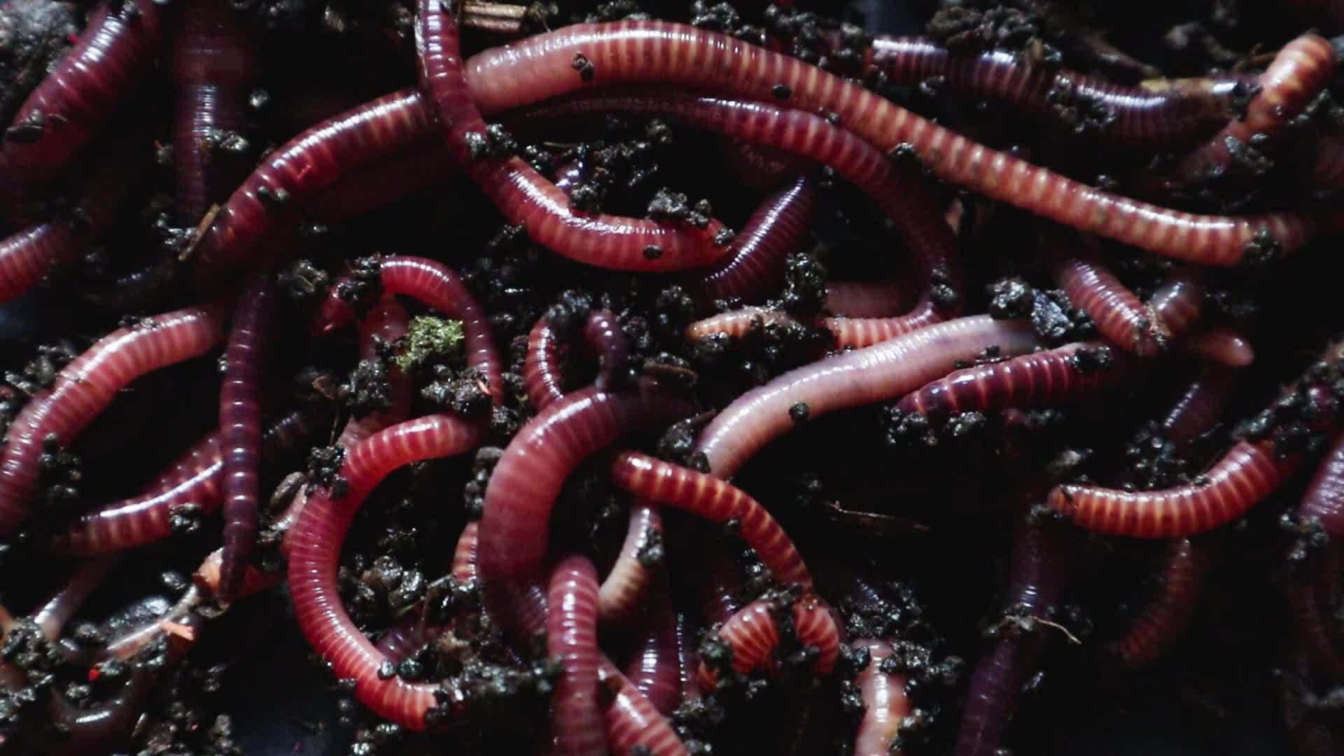 Earthwormsin Soil Wallpaper