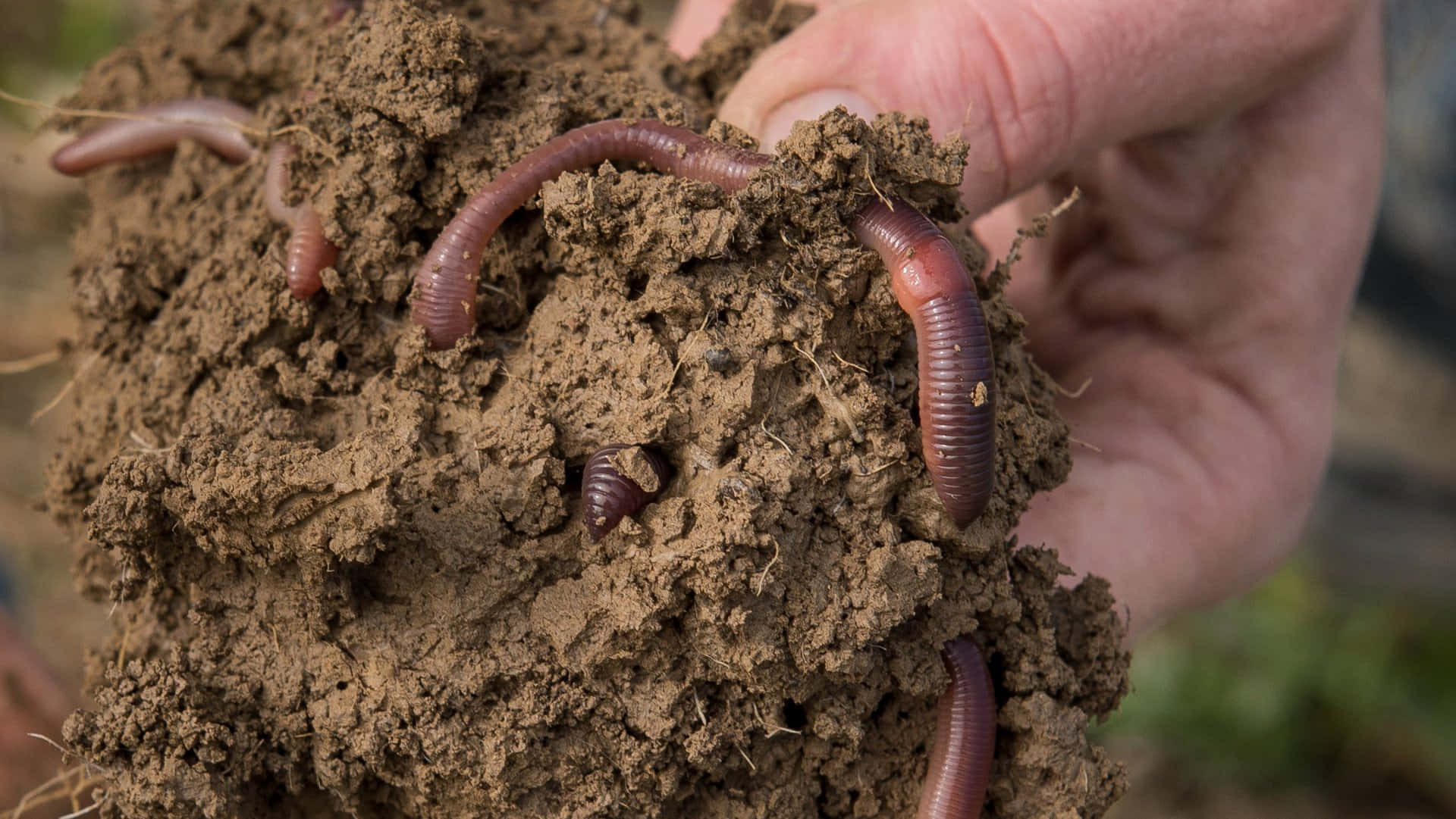 Earthwormsin Soil Clump.jpg Wallpaper