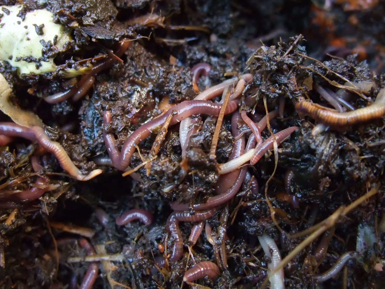 Earthwormsin Soil Compost Wallpaper