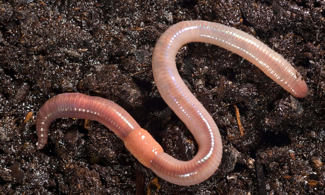 Earthwormsin Soil Wallpaper