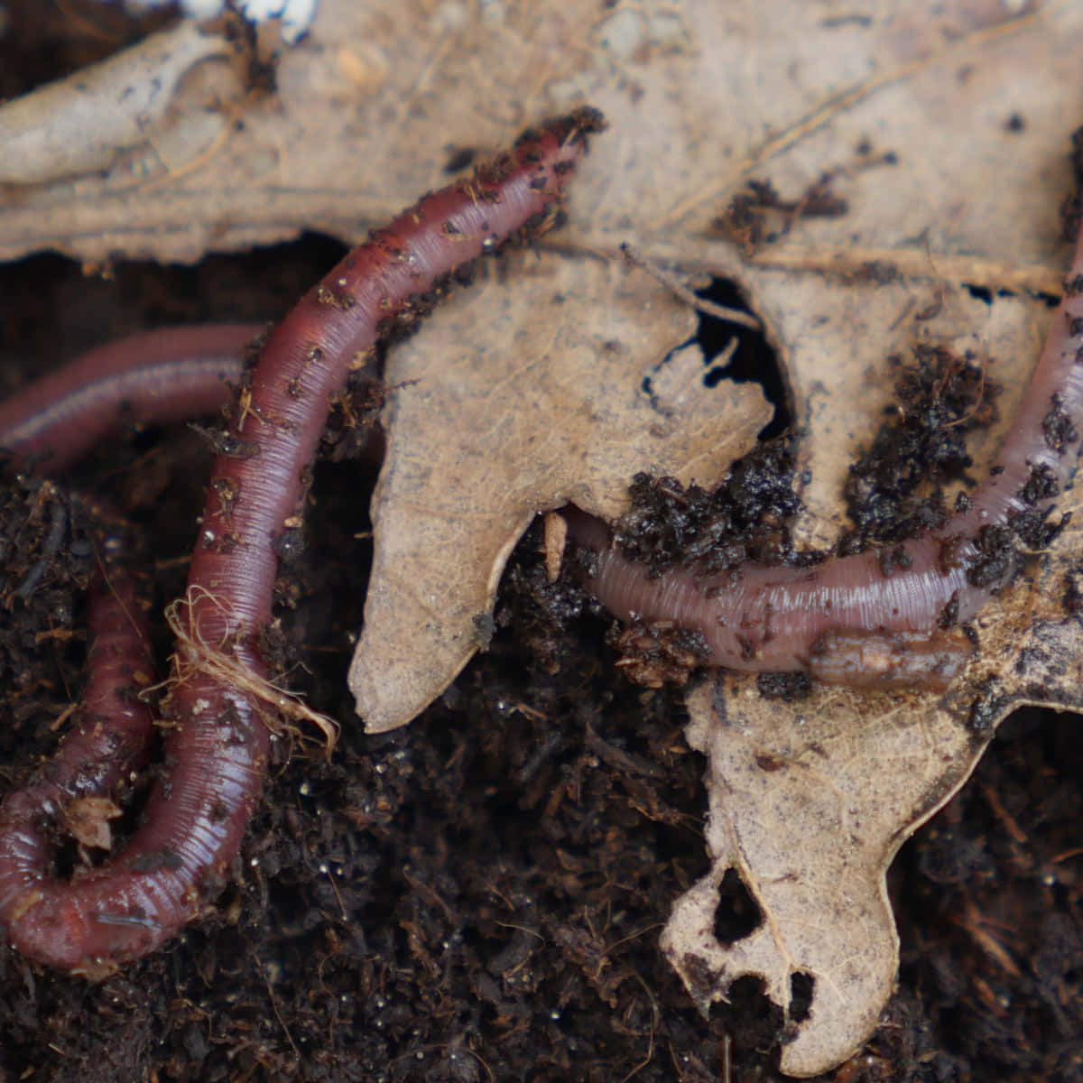 Earthwormsin Soil Under Decaying Leaf Wallpaper