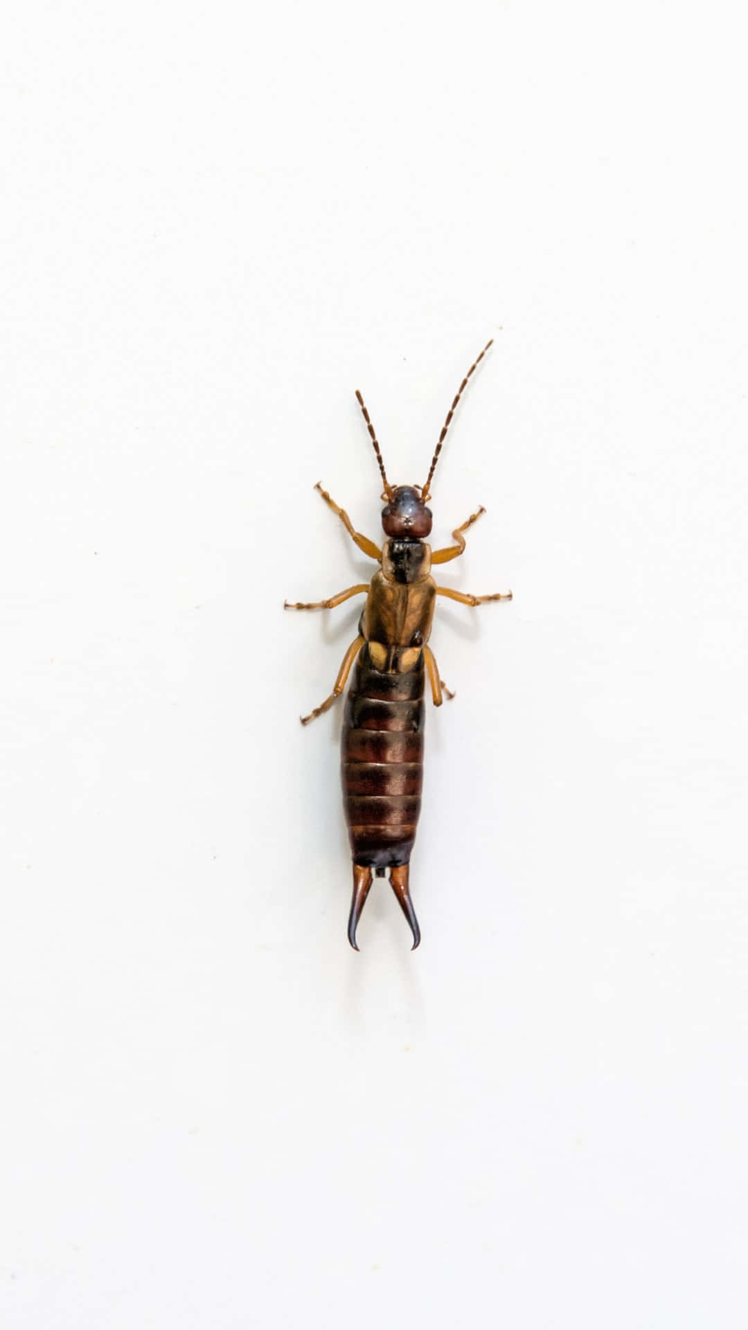 Earwig Insect Isolated White Background Wallpaper