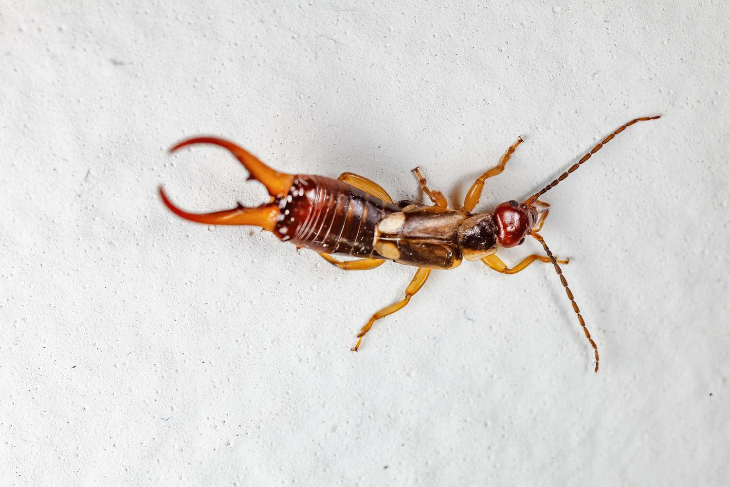 Earwig Insect On White Surface Wallpaper
