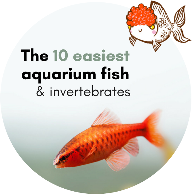 Easiest Aquarium Fish Invertebrates PNG