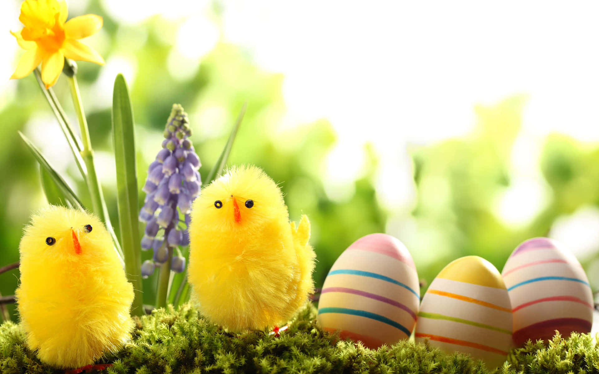 Easter Eggs And Yellow Chicks Background