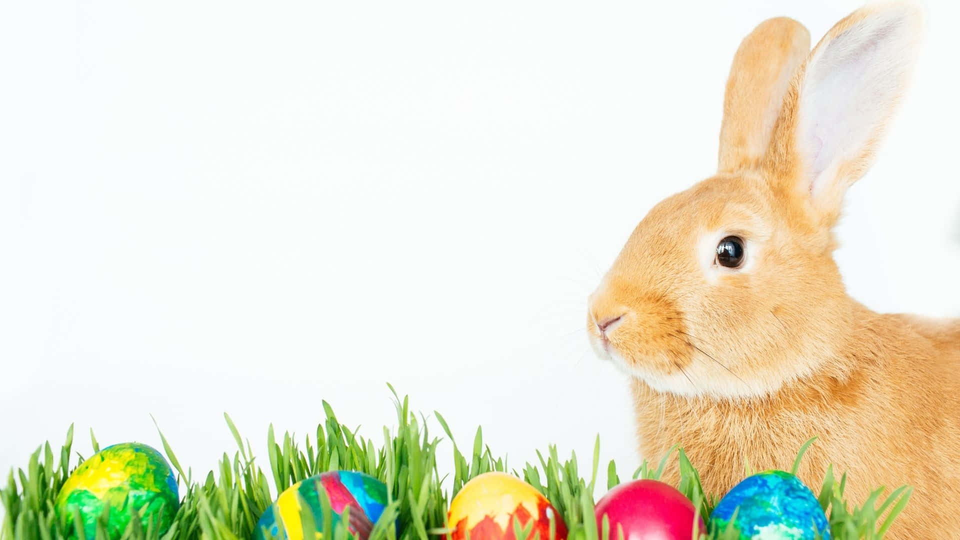"Spread love and joy this holiday season with the Easter Bunny!" Wallpaper
