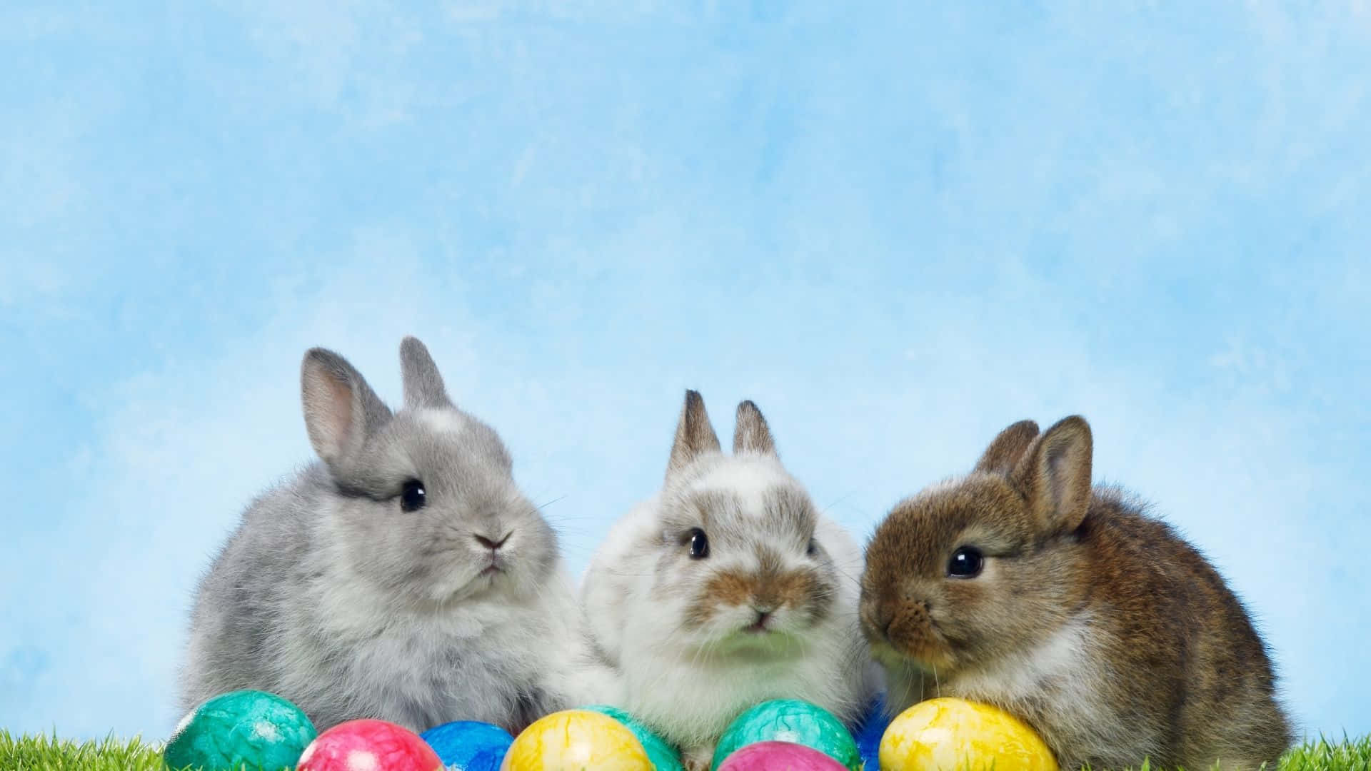 Tresconejos Están Sentados En El Césped Con Huevos De Pascua. Fondo de pantalla