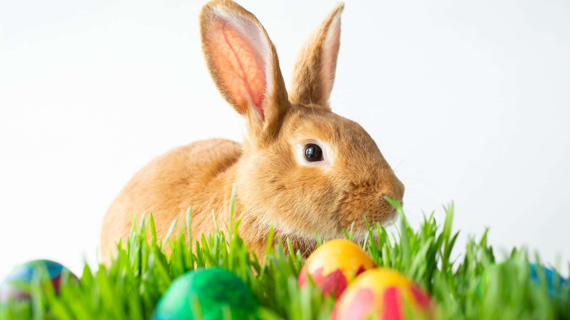 ¡prepáratepara La Búsqueda De Huevos De Pascua Con El Conejo De Pascua! Fondo de pantalla
