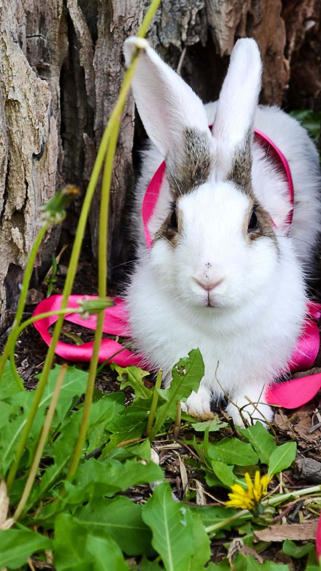 ¡bienvenidoel Conejo De Pascua! Fondo de pantalla