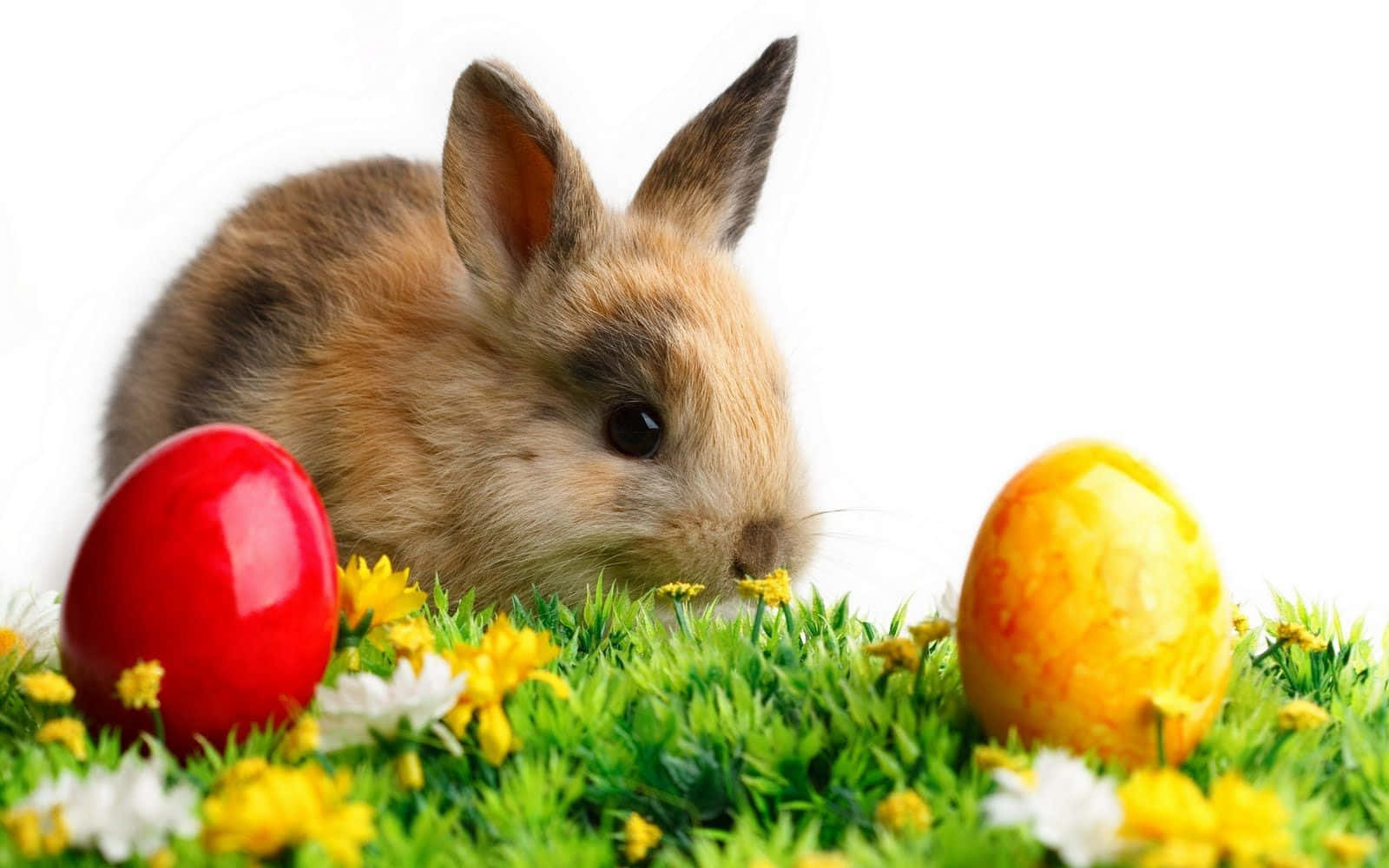 Easter Bunny With Red And Yellow Eggs Picture