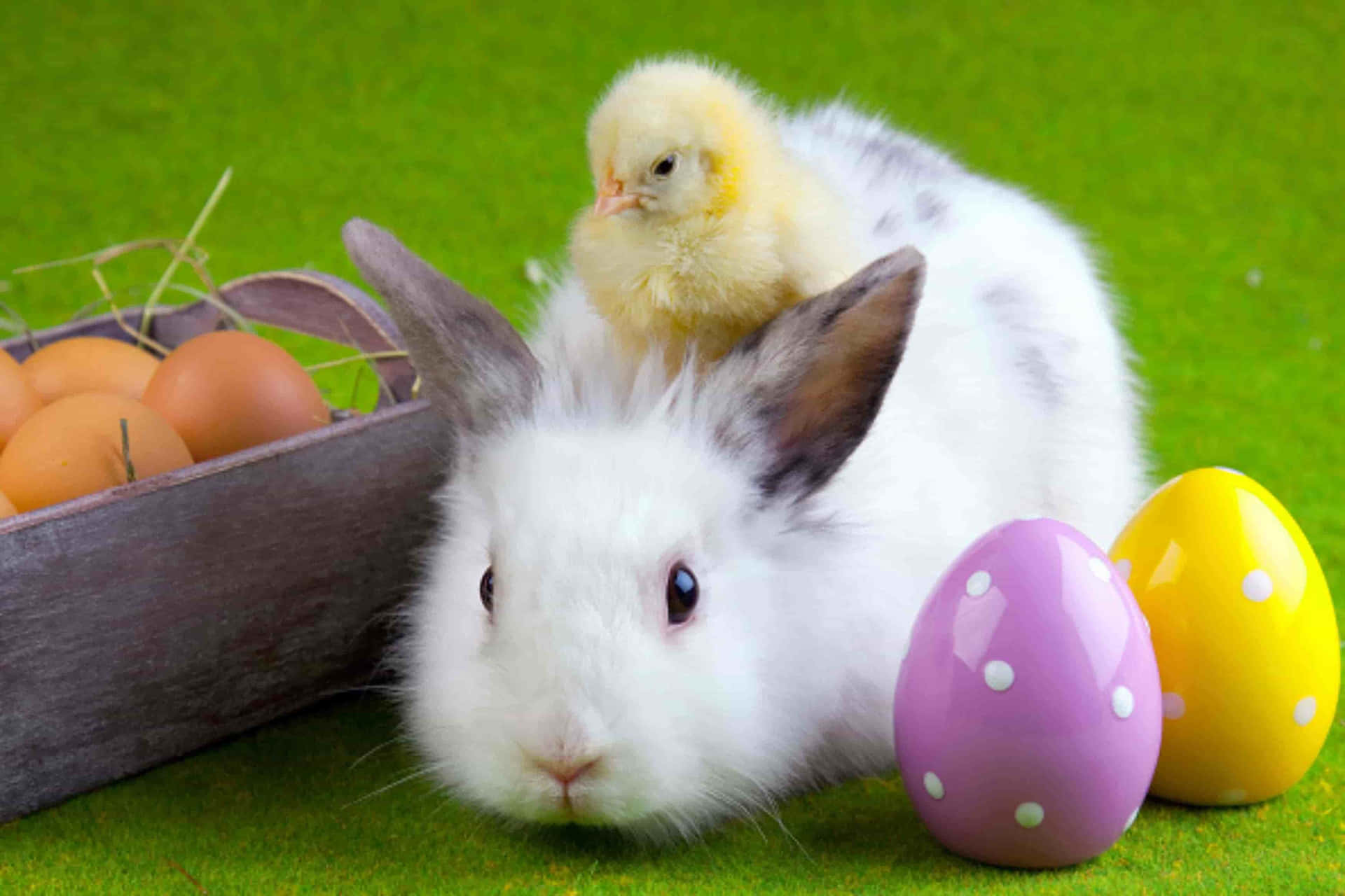 Easter Bunny Carrying Chick Picture