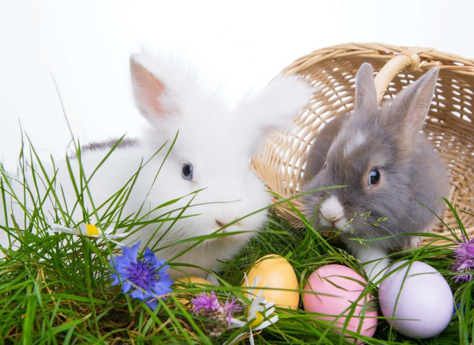 White And Grey Easter Bunny Picture