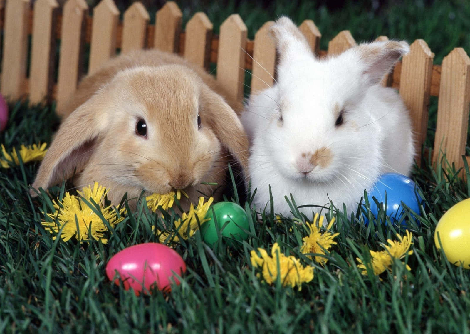 White And Brown Easter Bunny Picture
