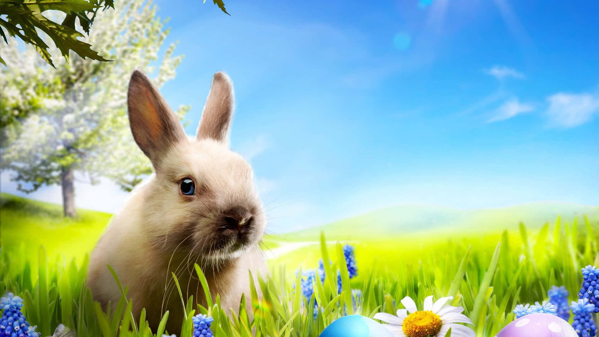 Easter Bunny On The Grass Field Picture