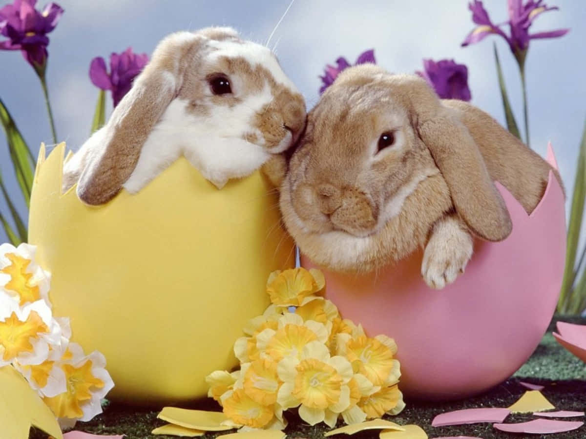 Dueimmagini Di Conigli Di Pasqua All'interno Di Gusci D'uovo