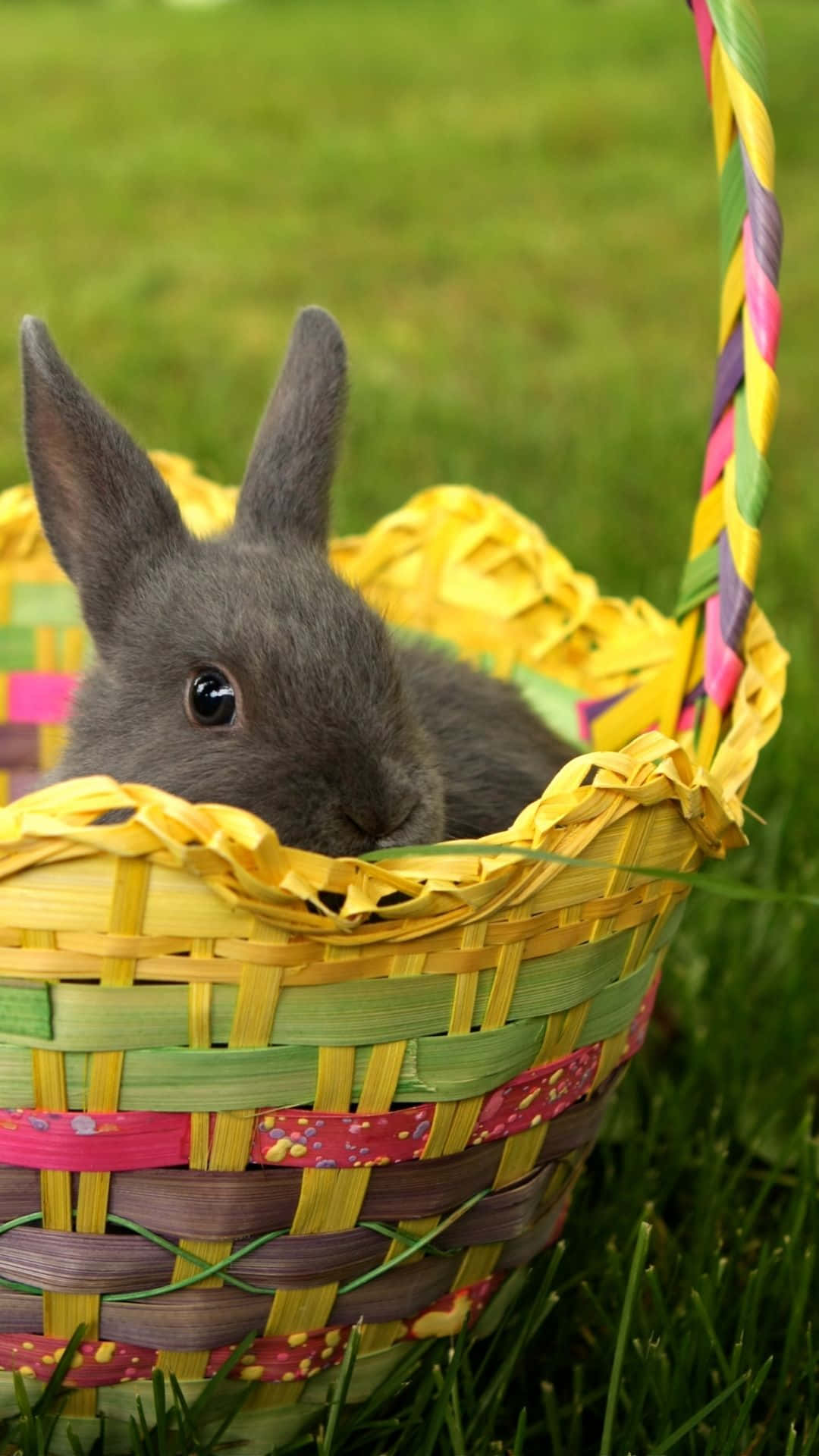 An Easter Bunny hops by with Easter eggs in tow Wallpaper