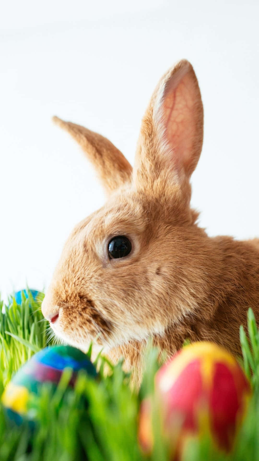 Get Ready For The Easter Bunny! Wallpaper
