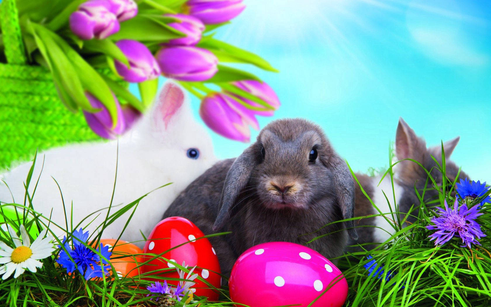 Celebrate Easter with Brightly Colored Eggs and Adorable Bunnies Wallpaper