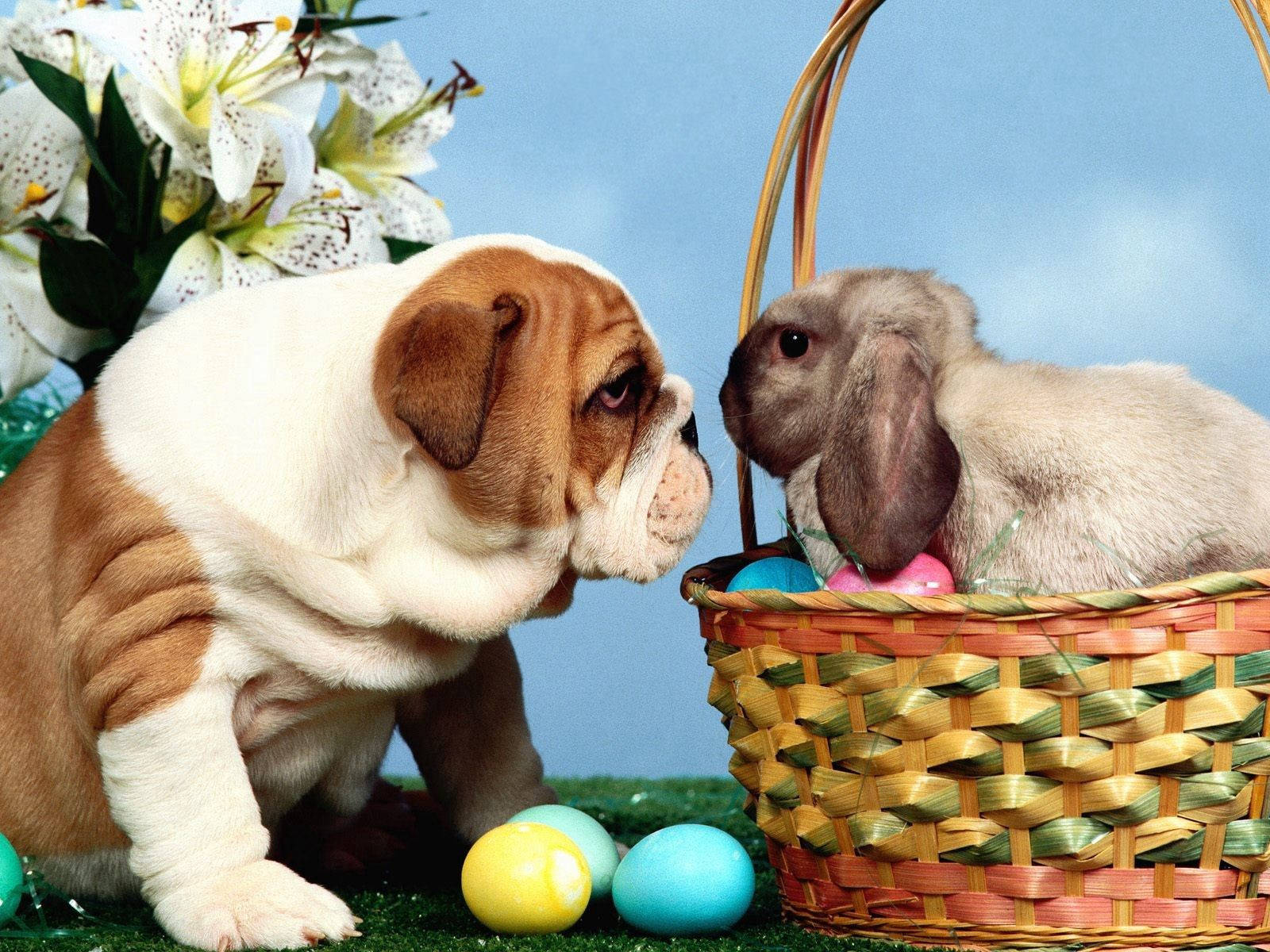 Love is in the air this Easter with a Bulldog and Rabbit cuddling Wallpaper