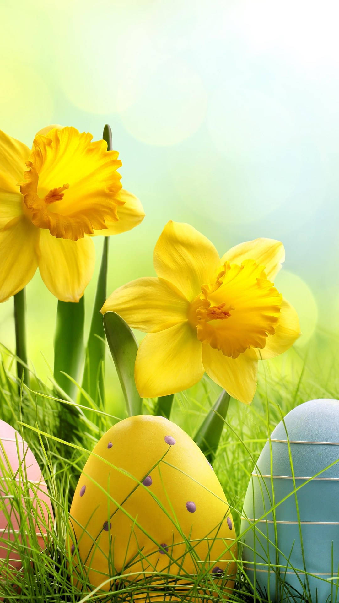 Daffodilsdi Pasqua - Foto Per Iphone Sfondo
