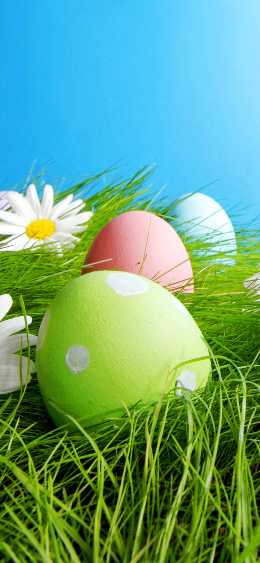 25 Cute Easter Wallpaper Backgrounds For Iphone  Easter wallpaper Happy easter  wallpaper Spring wallpaper
