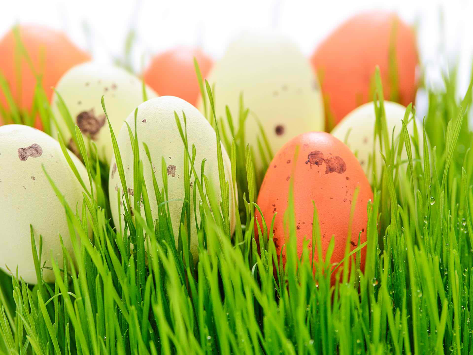 Download Easter Eggs In Grass With A White Background | Wallpapers.com