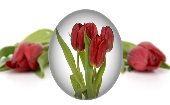 Easter Tulipsin Egg Frame PNG