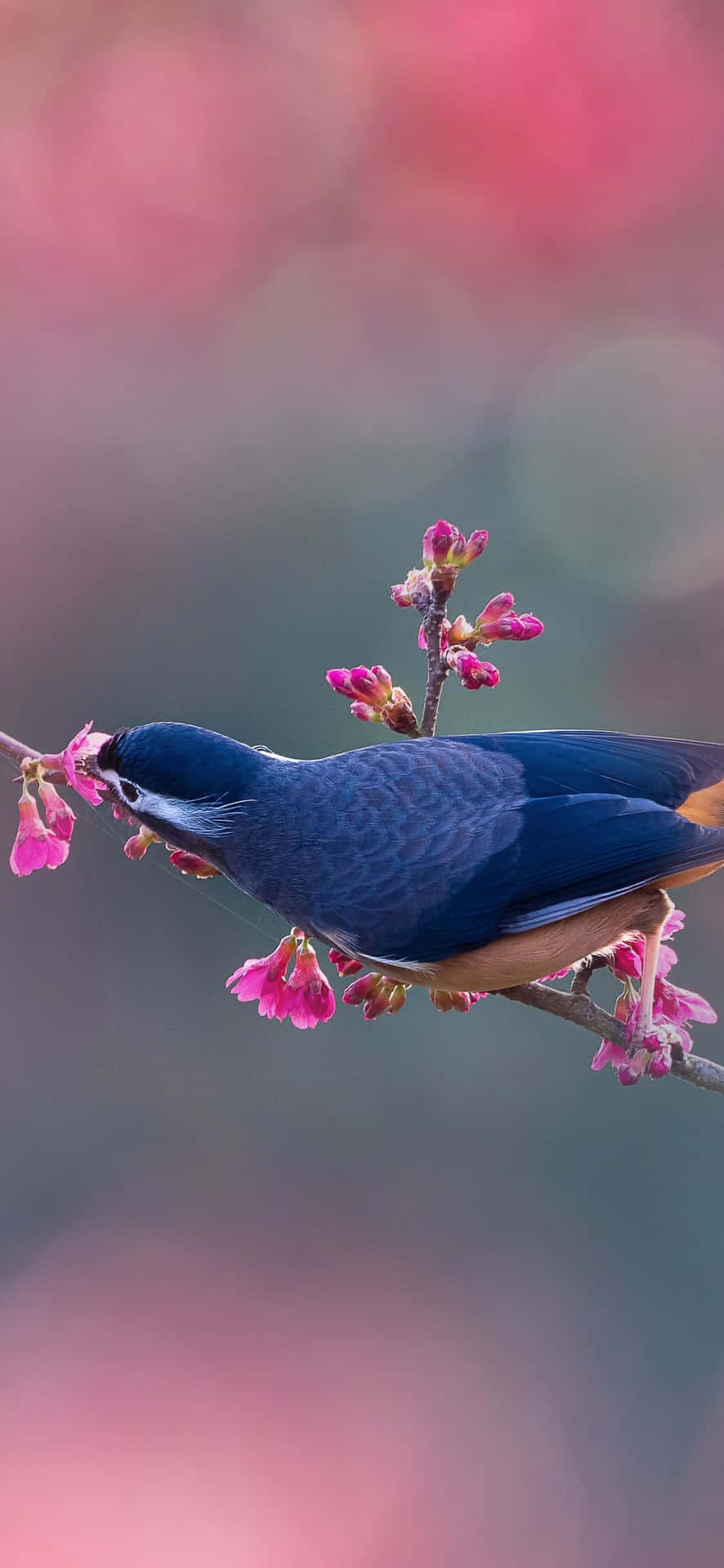 Eastern Bluebird Perchedon Blossoming Branch Wallpaper