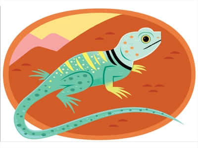 Østlige Collared Lizard Animation Wallpaper