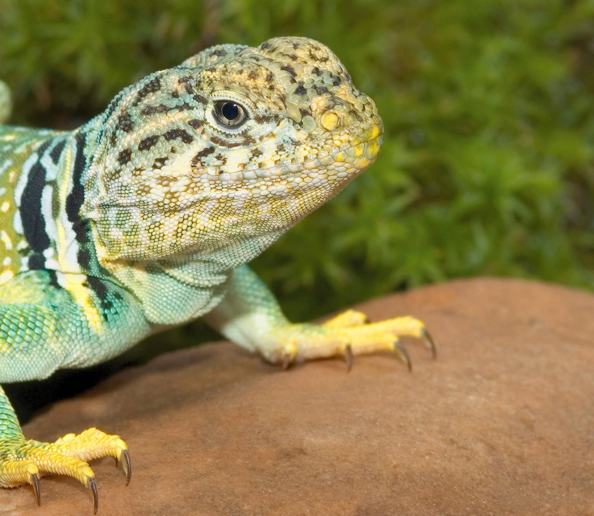 A Closer Look at the Eastern Collared Lizard Wallpaper