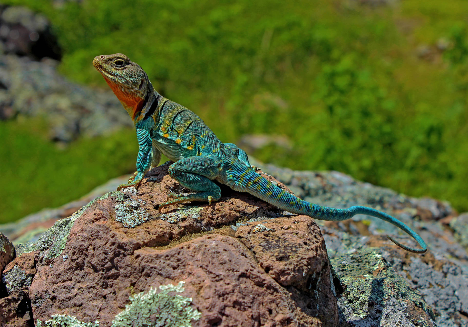 Eastern Collared Lizard Facing The Other Side Wallpaper