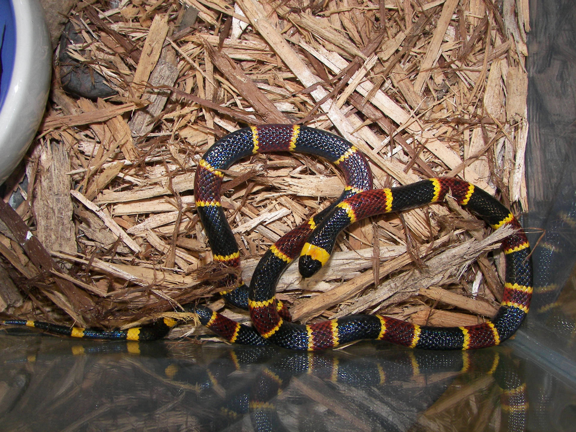 Eastern Coral Snake On Glass Cage Wallpaper