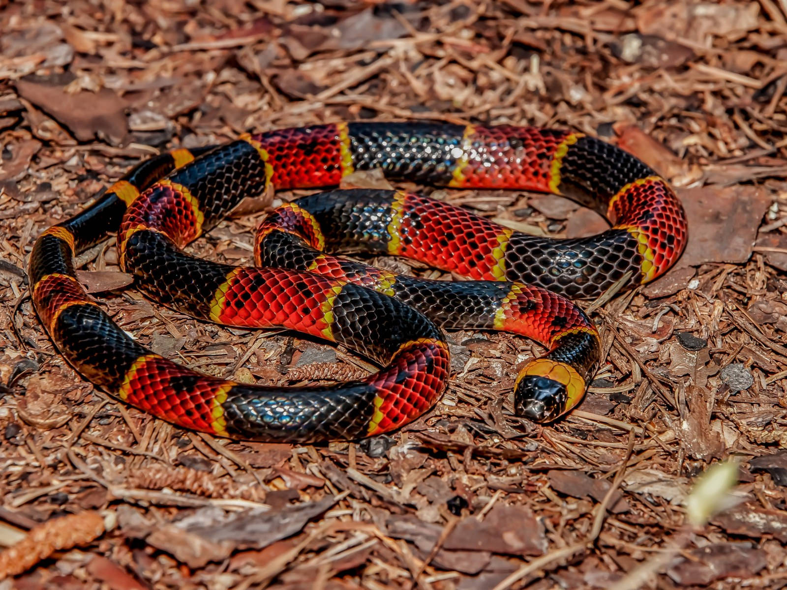 Eastern Coral Snake Resting On Dried Plants Wallpaper