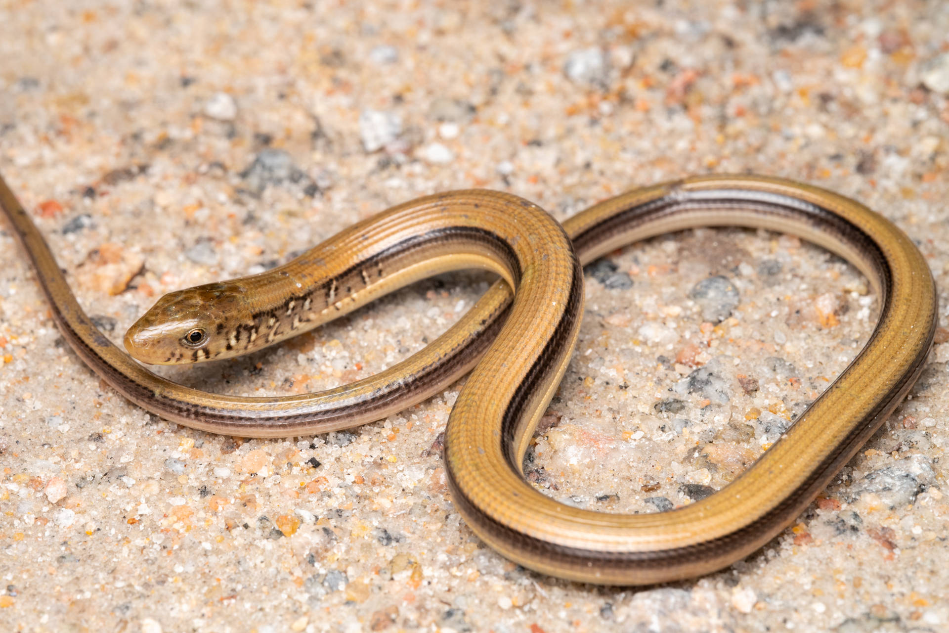 Eastern Glass Lizard On Pebbly Surface Wallpaper