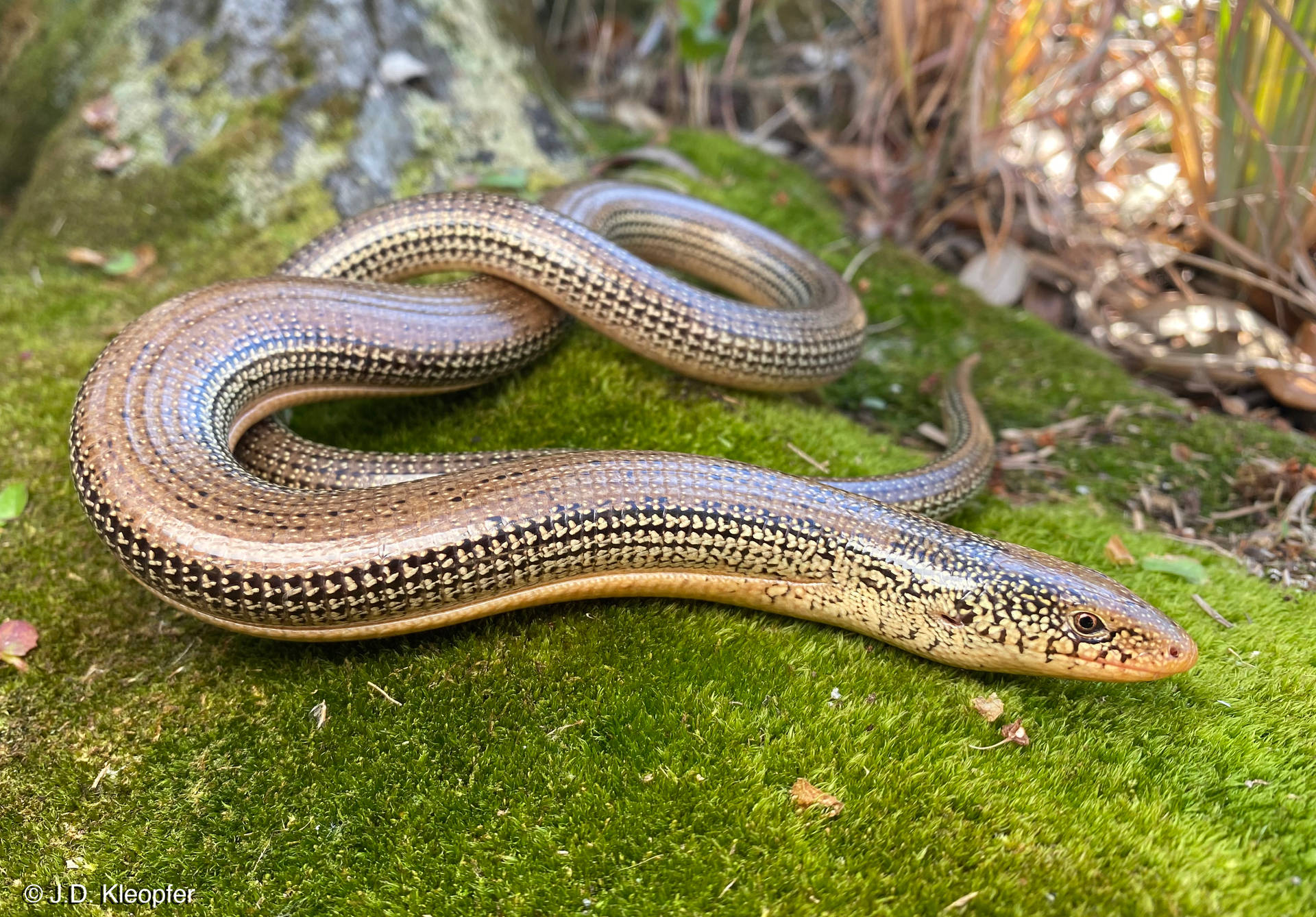 Eastern Glass Lizard Rests On Mossy Root Wallpaper